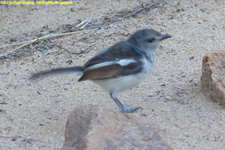 magpie robin